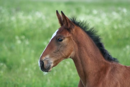 Cute foal - foal, horse, animal, grass