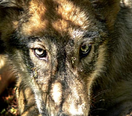 grey wolf - species, endangered, face, yellow