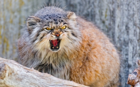 Manul(Pallas cat) - furry, big, small, fluffy