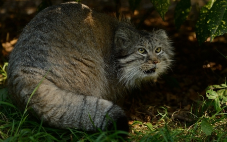 Pallas cat - manul, enlisted, octocolobus, endangered