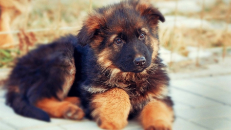 german shepherd puppy