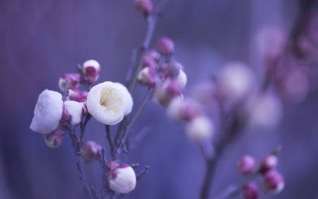 Spring Flowers - flowers, spring, petals, twigs