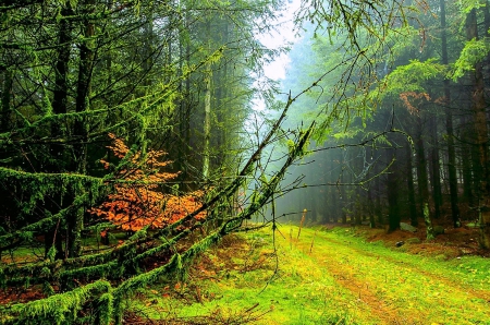 Morning Forest - trees, forest, beautiful, path, grass, mist