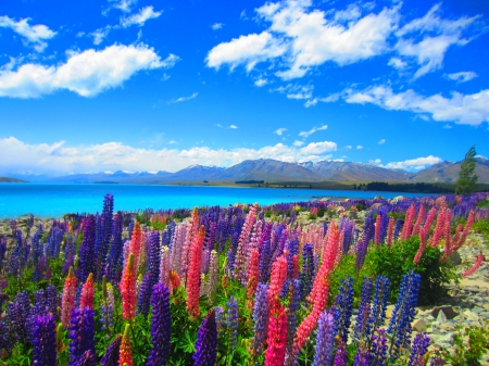 Beautiful Lupins, South Islands - clouds, blue, beautiful, pink, flowers, white, purple, green, New Zealand, lake, mountains