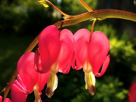 Hearts of the garden - three, hearts, flowers, red