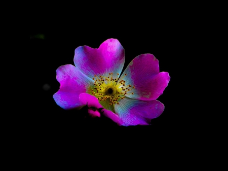 Floral beauty on black - black, beauty, flower, light