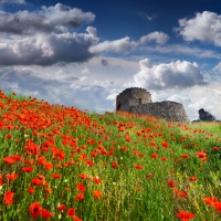 â™¥Poppy Fieldâ™¥