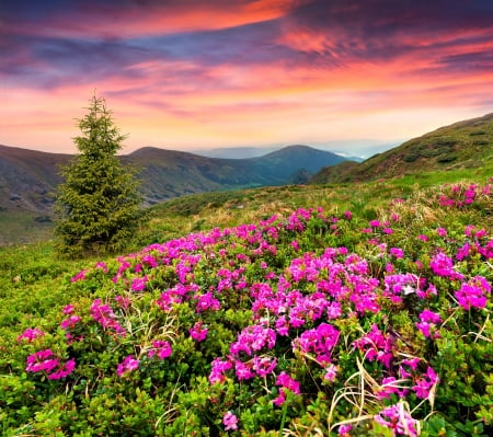 â™¥Mountainsâ™¥ - sky, tree, mountains, flowers, sunset