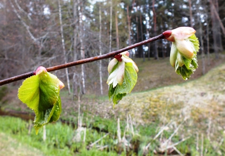 Spring. - nature, fields, other, spring