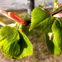 Lima-tree in spring.