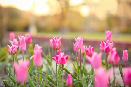 Tulips - flowers, tulips, beautiful, field, pink