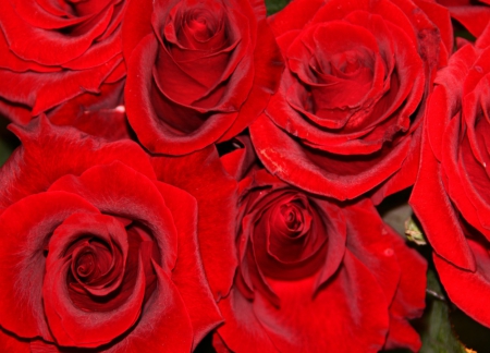 ~ Vibrant Red Roses ~ - bloom, flowers, Red, Roses