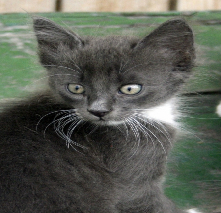 Grey Kitten - cat, whiskers, grey, kitten