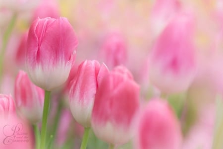 Soft Tulips - pink, soft, tulips, pastel, flowers