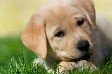 Dog - puppy, animals, lovely, pretty, puppys, beautiful, dog, animal, dogs, sweet, cute