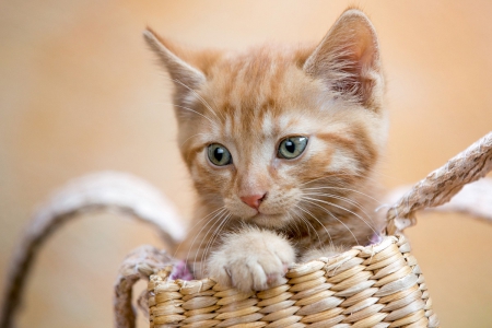 Cat - paws, face, pretty, cute, animals, beautiful, cat, sleeping, kitty, cats, kitten, hat, lovely, cat face