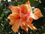 Orange Hibiscus