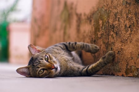 Cat - paws, face, pretty, cute, animals, beautiful, cat, sleeping, kitty, cats, kitten, hat, lovely, cat face