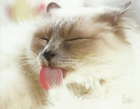 Cat - cute, paws, licking, cat