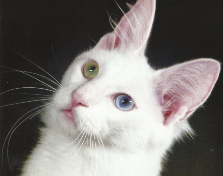 White cat - cute, white, paws, cat