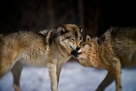 Kiss Kiss - wolf, nature, wolves, kiss, snow, animals