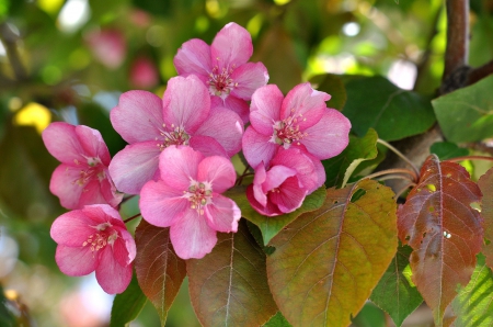 * - flower, flowers, flowering, trees, nature