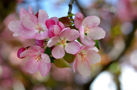 * Flowering tweg * - nature, flowers, flower, spring