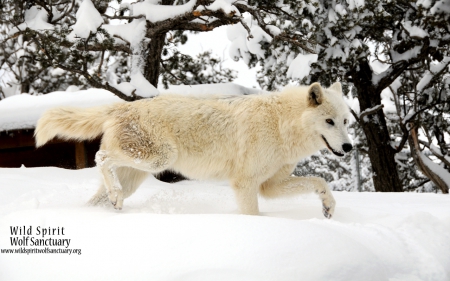 Snow wolf - canislupus, snow wolf, wallpaper, black, wolf, wolves, white, wisdom, wolf art, timber, howling, saying