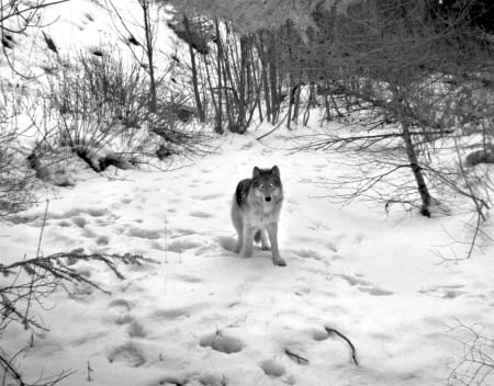 snow wolf - canislupus, wallpaper, black, wolf, wolves, white, wisdom, wolf art, timber, howling, saying