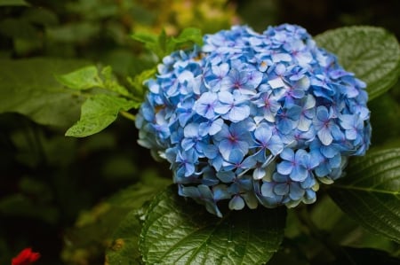 * Blue hydrangea * - nature, flowers, blue, flower