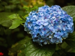 * Blue hydrangea *