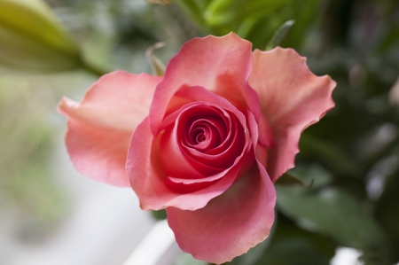 * Pink rose * - nature, pink, flowers, rose, flower