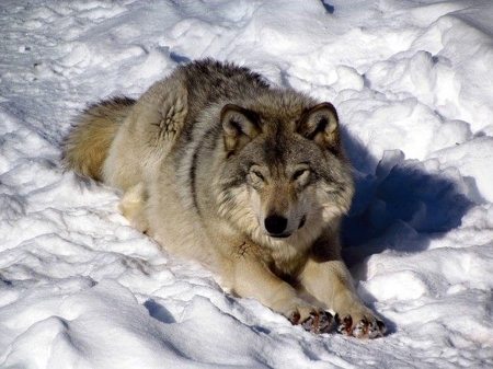 RESTING WOLF - wolf, nature, animals, snow, resting