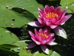 * Water lily *