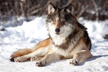 HI FRIEND - wolf, nature, animals, snow, friend