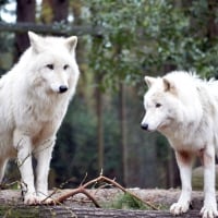 white wolves