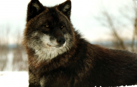 Miska laying in the snow