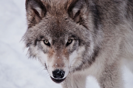 lone wolf - saying, wolf, howling, wolves, black, white, wisdom, wolf art, timber, canislupus, wallpaper