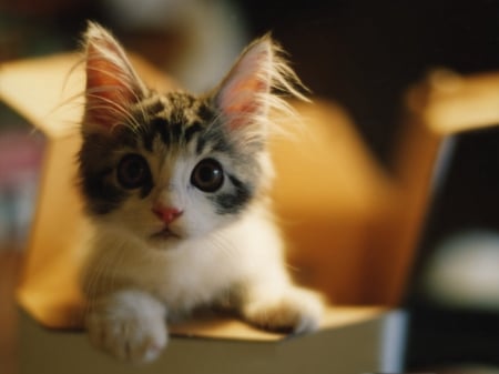 Cute Kitty - cats, ears, kitten, surprised, eyes