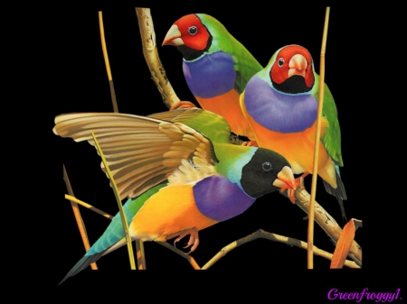 THREE GOULDIAN FINCHES - three, finches, gouldian, birds