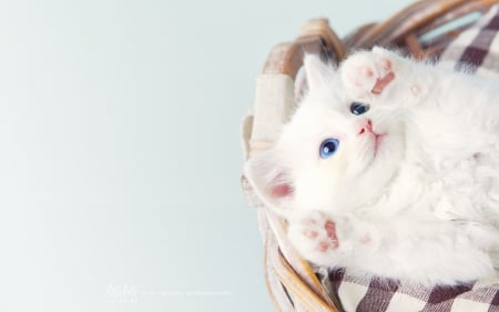 â™¥ - animal, pink, cute, sweet, cat, white, kitten, basket, blue eyes