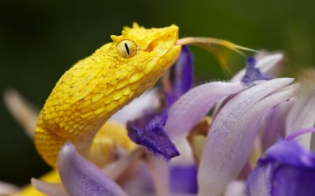 ♥ - serpent, reptile, yellow, purple, snake, macro, flower