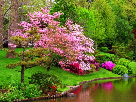 Spring colors - pretty, trees, blossoms, pond, beautiful, spring, grass, colors, reflection, shore, nature, green, garden, lake, park