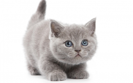 â™¥ - white, animal, cute, kitten, cat, blue eyes, grey