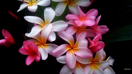 Frangipani Colors Bright