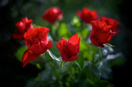 Lovely roses - roses, beautiful, fragrance, petals, bouquet, leaves, flowers, scent, red, background