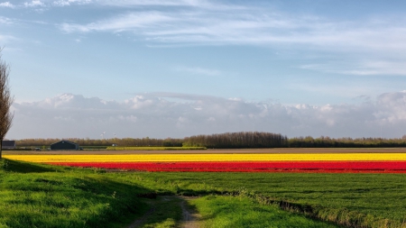 colorful fields of flowers - flowers, clouds, fields, colors, farm, windmills