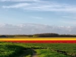 colorful fields of flowers