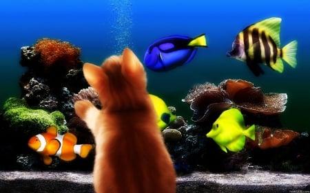 Kitten and aquarium - fish, cat, aquarium, kitten