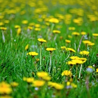 Spring Dandelions